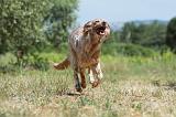 SETTER ANGLAIS 201